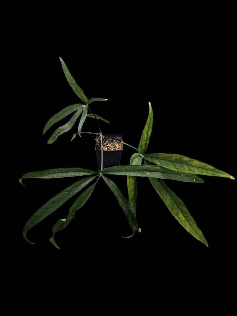 Anthurium pentaphyllum