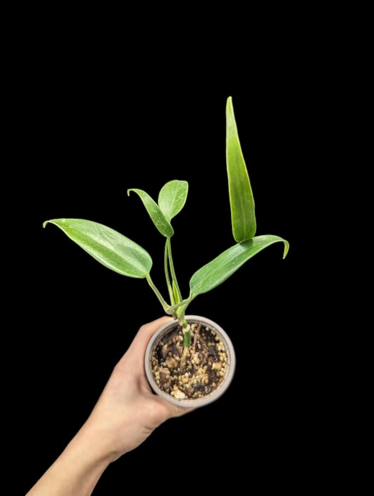 Monstera burle marx flame