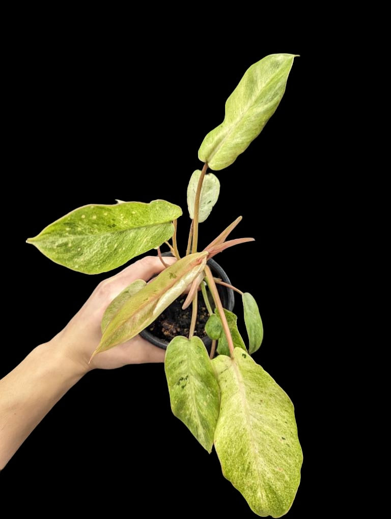 Philodendron Jungle Fever