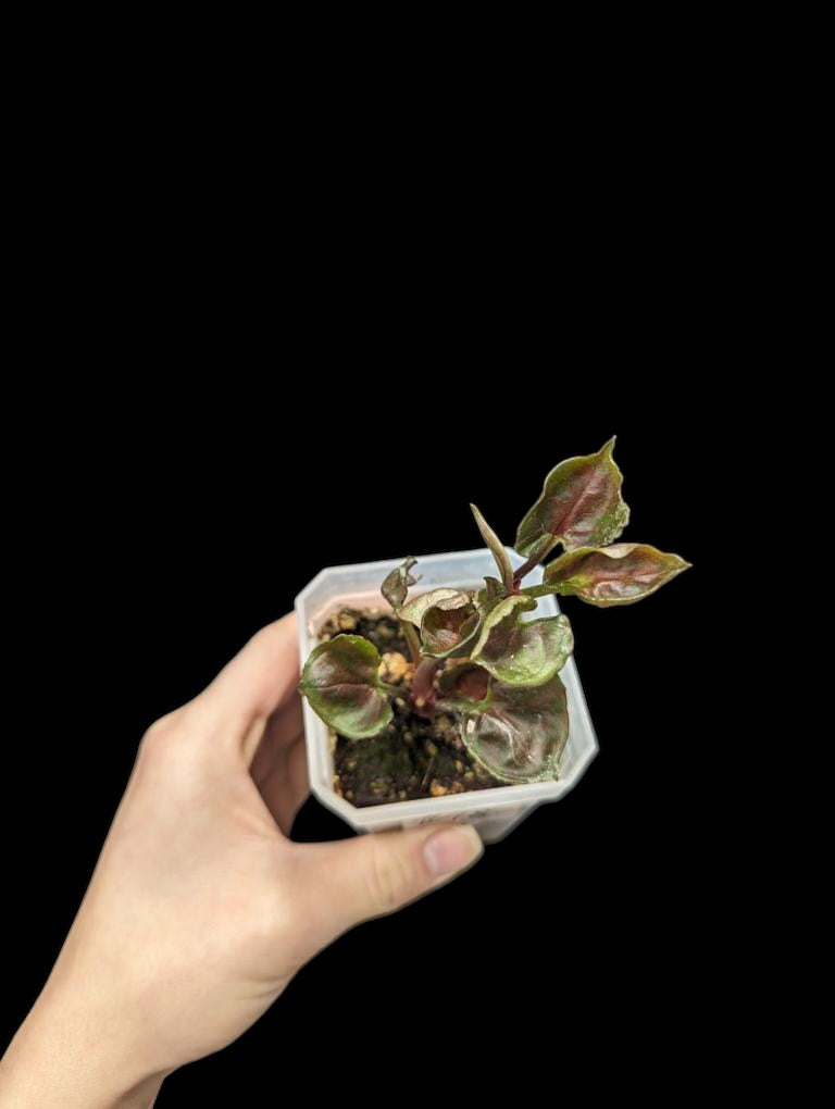 Syngonium Strawberry Ice Revert