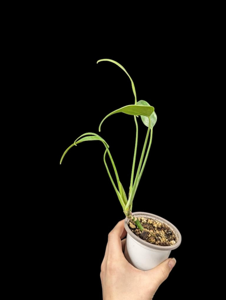 Monstera burle marx flame