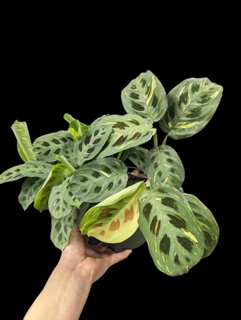 Plante de prière panachée (Beauty Kim)