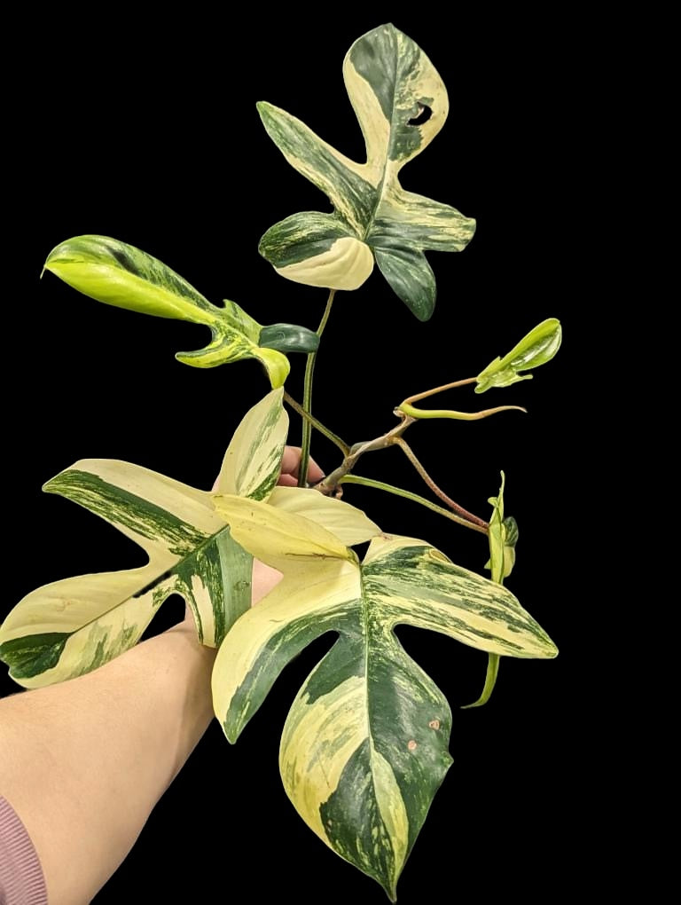 Philodendron Florida Beauty