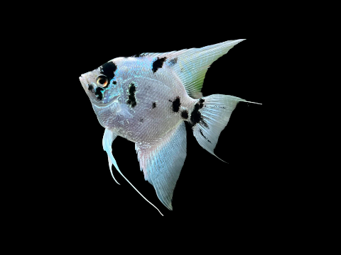 Platinum Panda Angel