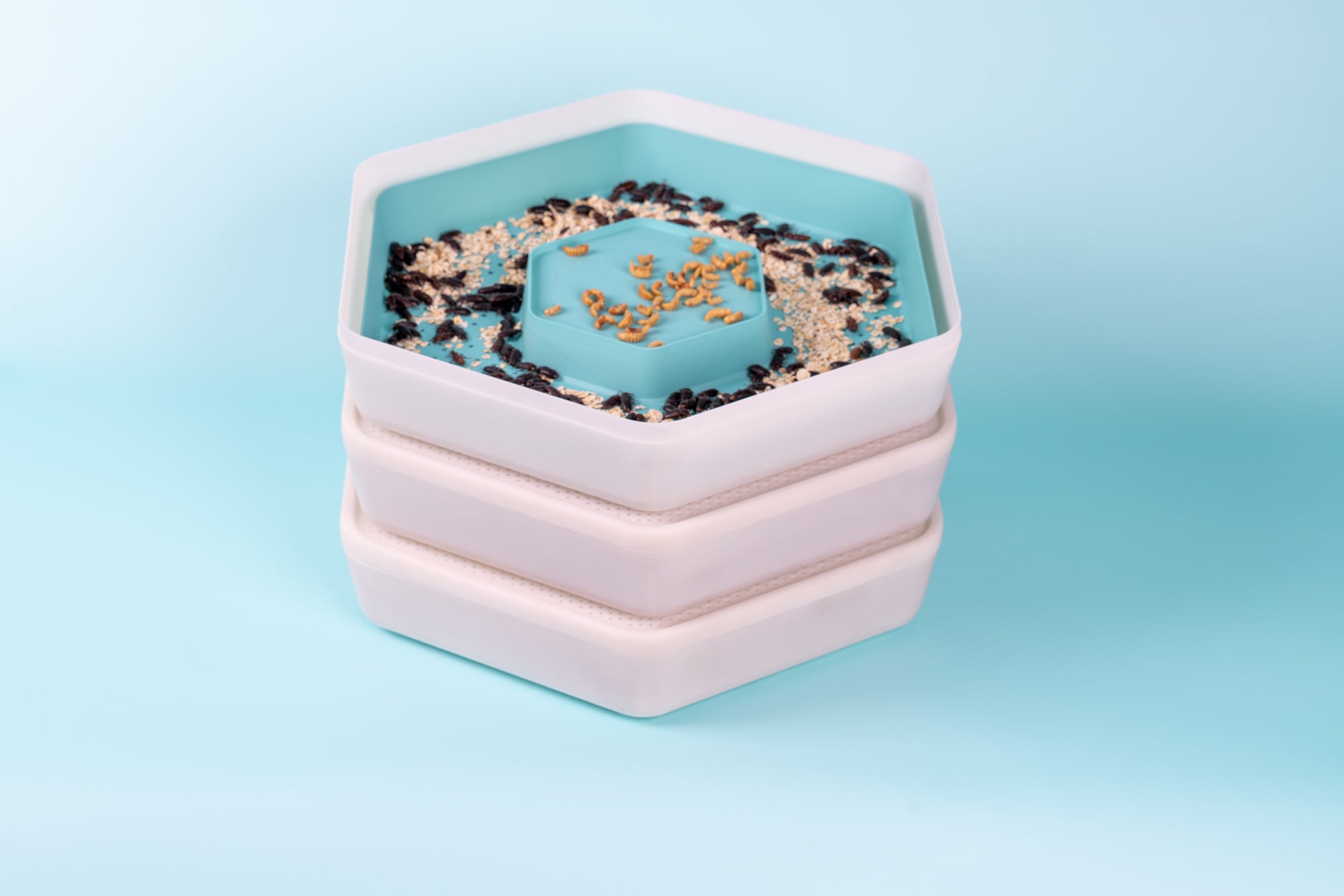 Gousse de culture de vers de farine