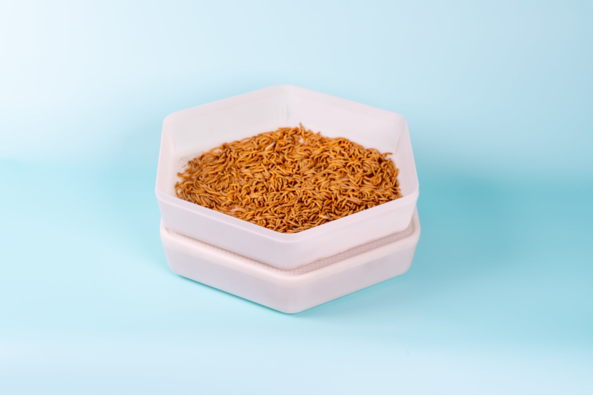 Gousse de culture de vers de farine