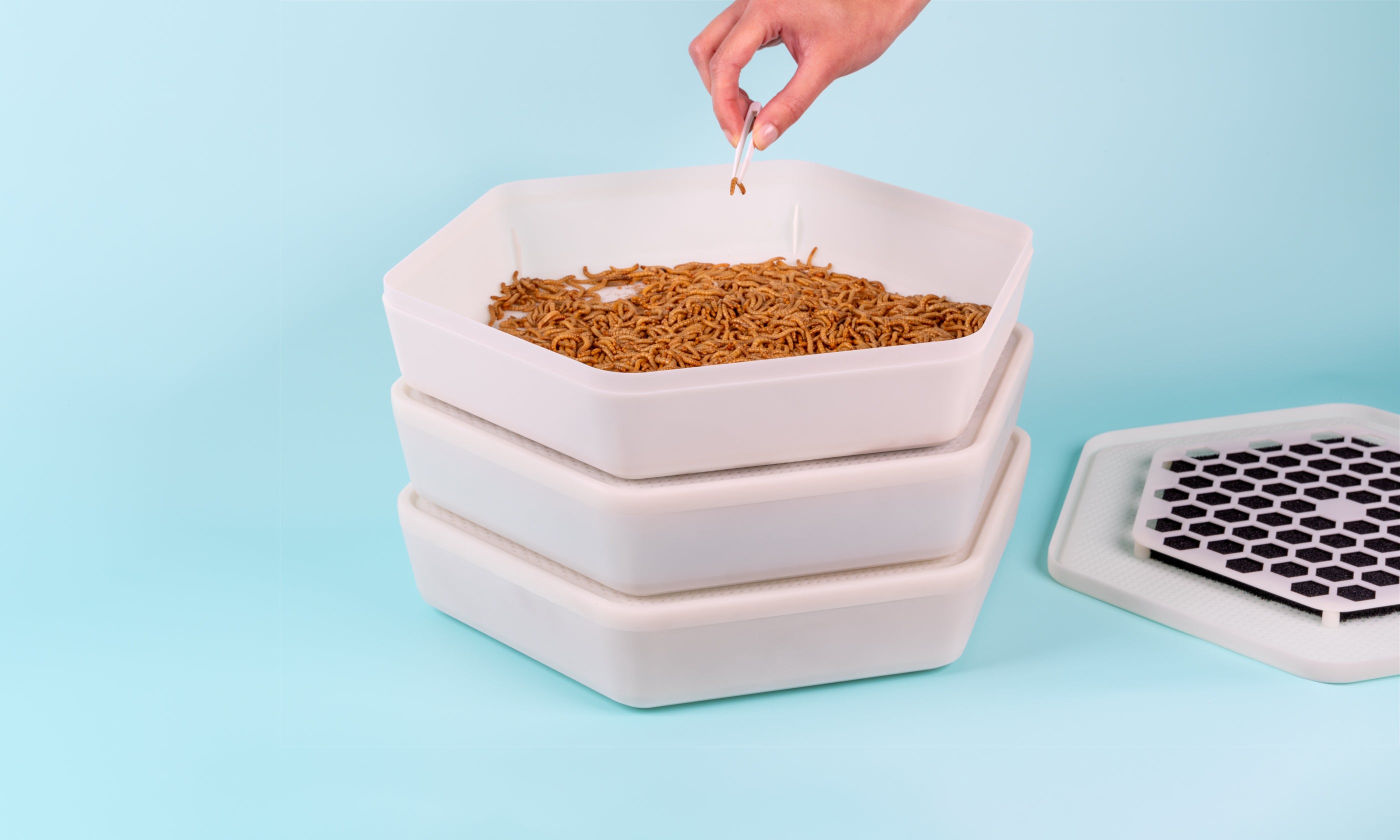 Gousse de culture de vers de farine