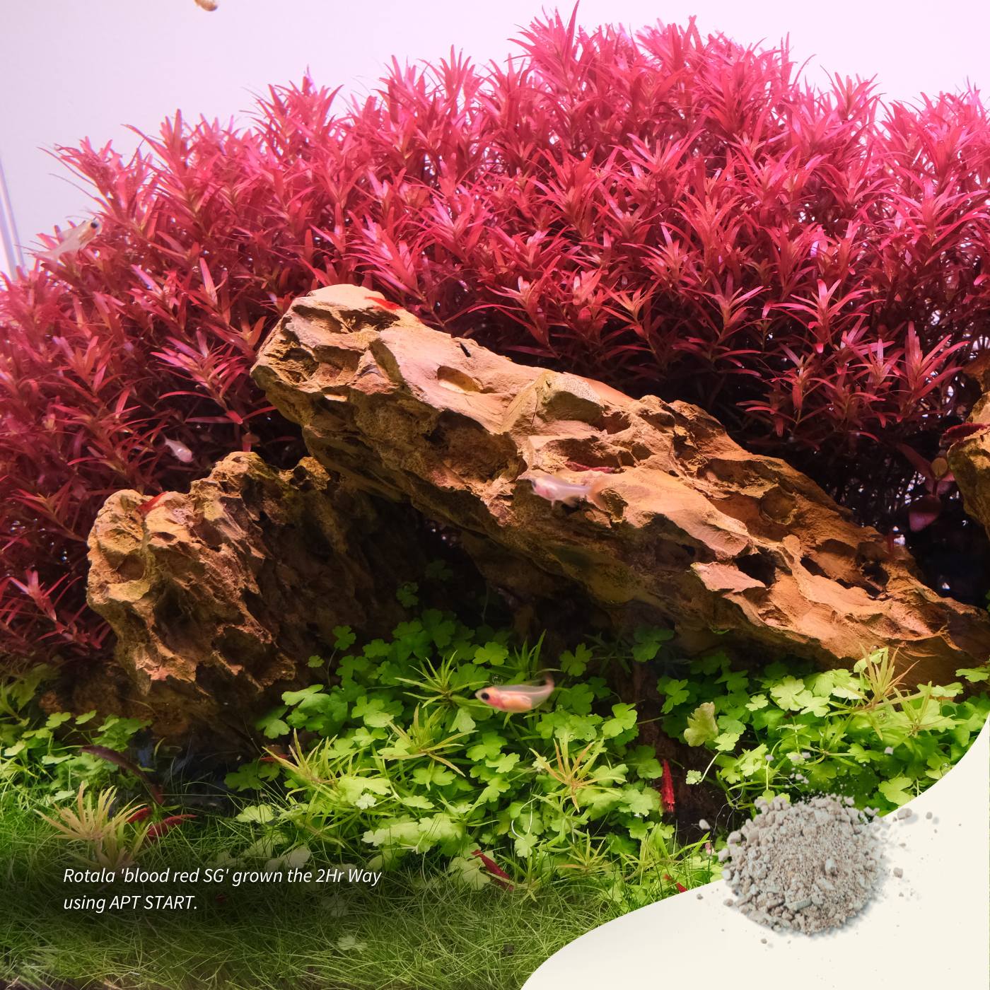 Aquarist APT Start 2 heures 45 g