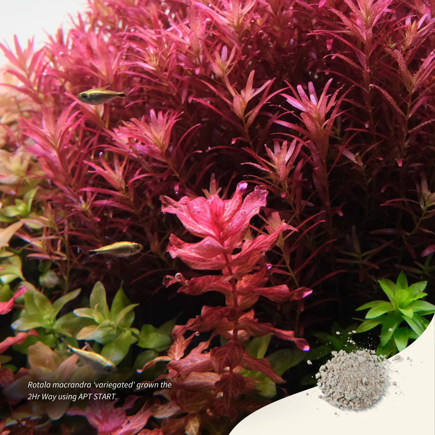 Aquarist APT Start 2 heures 45 g