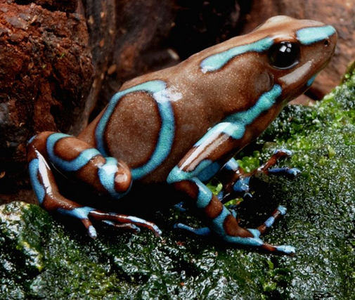 Dendrobates auratus "Super Blue"