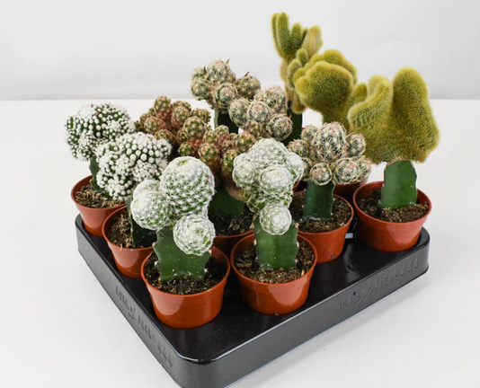 Cactus greffé funky