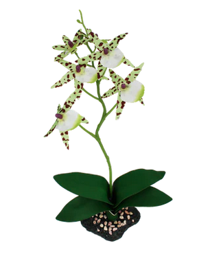 Orchidée araignée de Komodo avec base en gravier