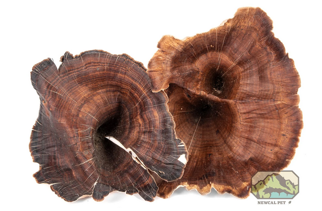 Champignon doré de NewCal