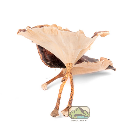 Champignon doré de NewCal