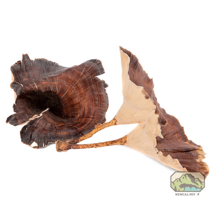 Champignon doré de NewCal