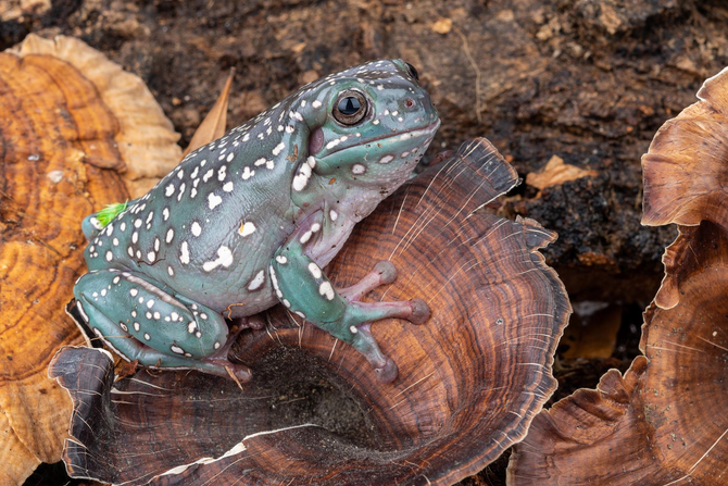 Champignon doré de NewCal