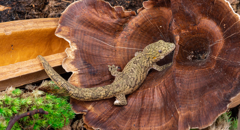 Champignon doré de NewCal