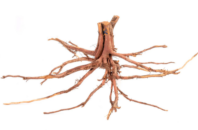 Aquaglobe Alborz Wood (Liquidation - Vente finale)