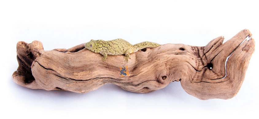 Aquaglobe Grapevine Wood (produit sur commande spéciale)