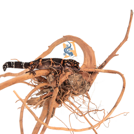 Aquaglobe Tiewood (Liquidation - Vente finale)