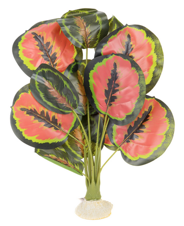 Calathea rouge en soie Aquaglobe avec tige verte 20"