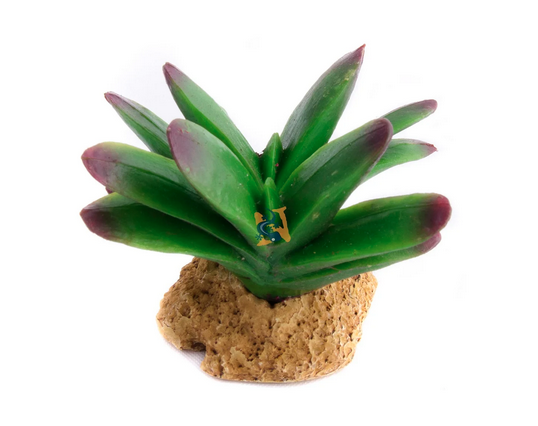 Aquaglobe Pillansi Cactus 3" (Produit en commande spéciale)