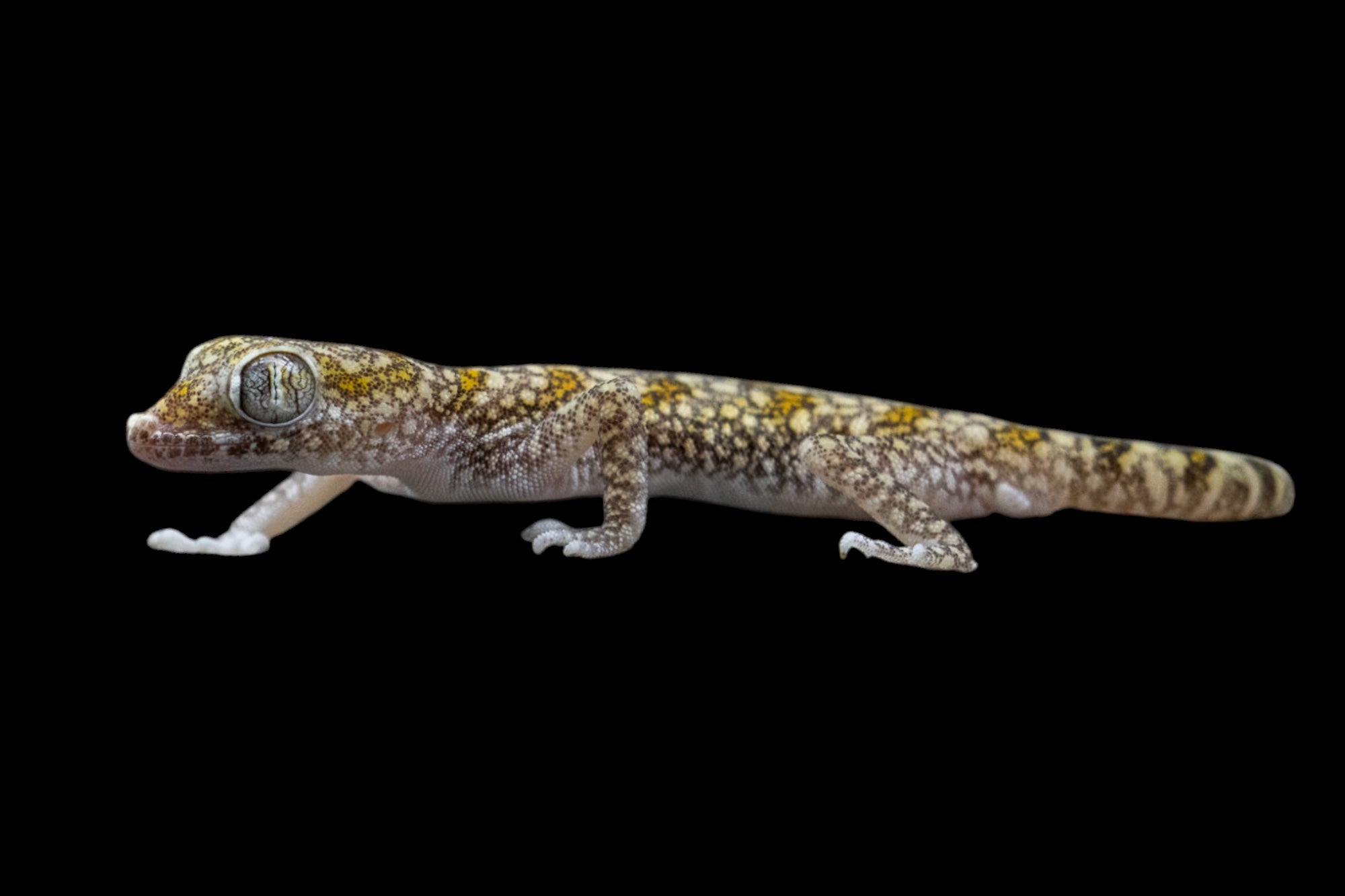 CBB Dune Gecko (Stenodactylus sthenodactylus)