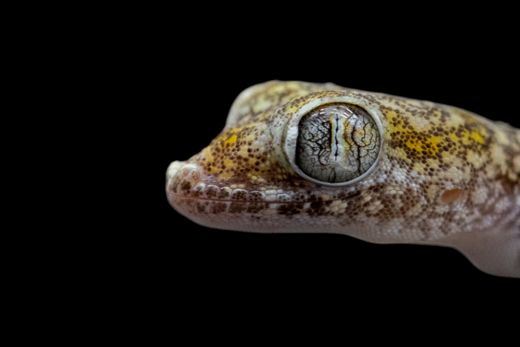 CBB Dune Gecko (Stenodactylus sthenodactylus)