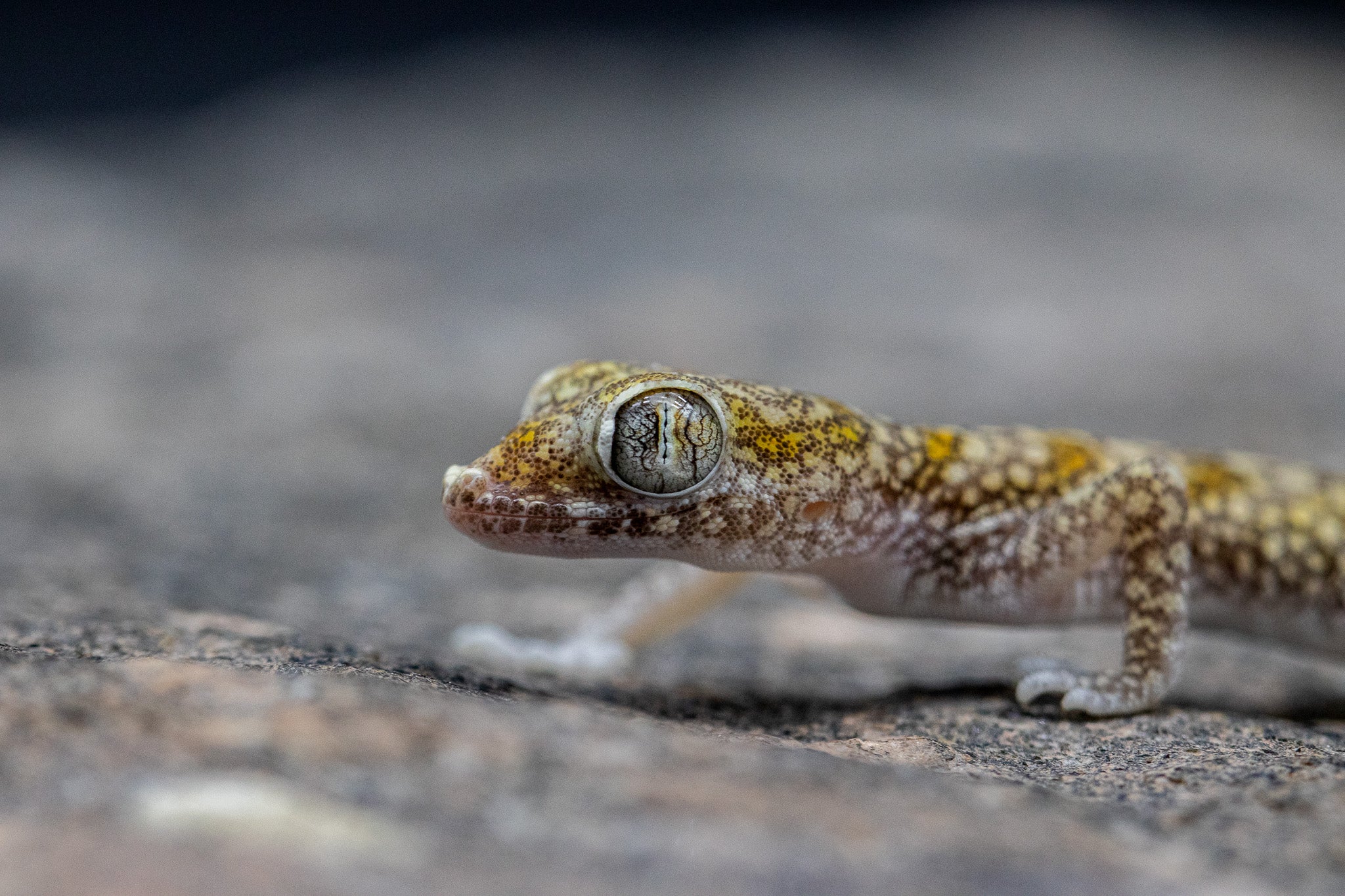 Dune Gecko (Stenodactylus sthenodactylus)