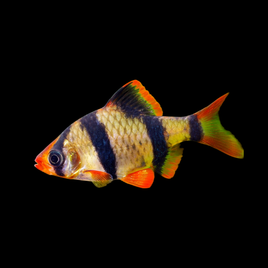 Aquarium Live Fish, Multicolor Tiger Barb Fish