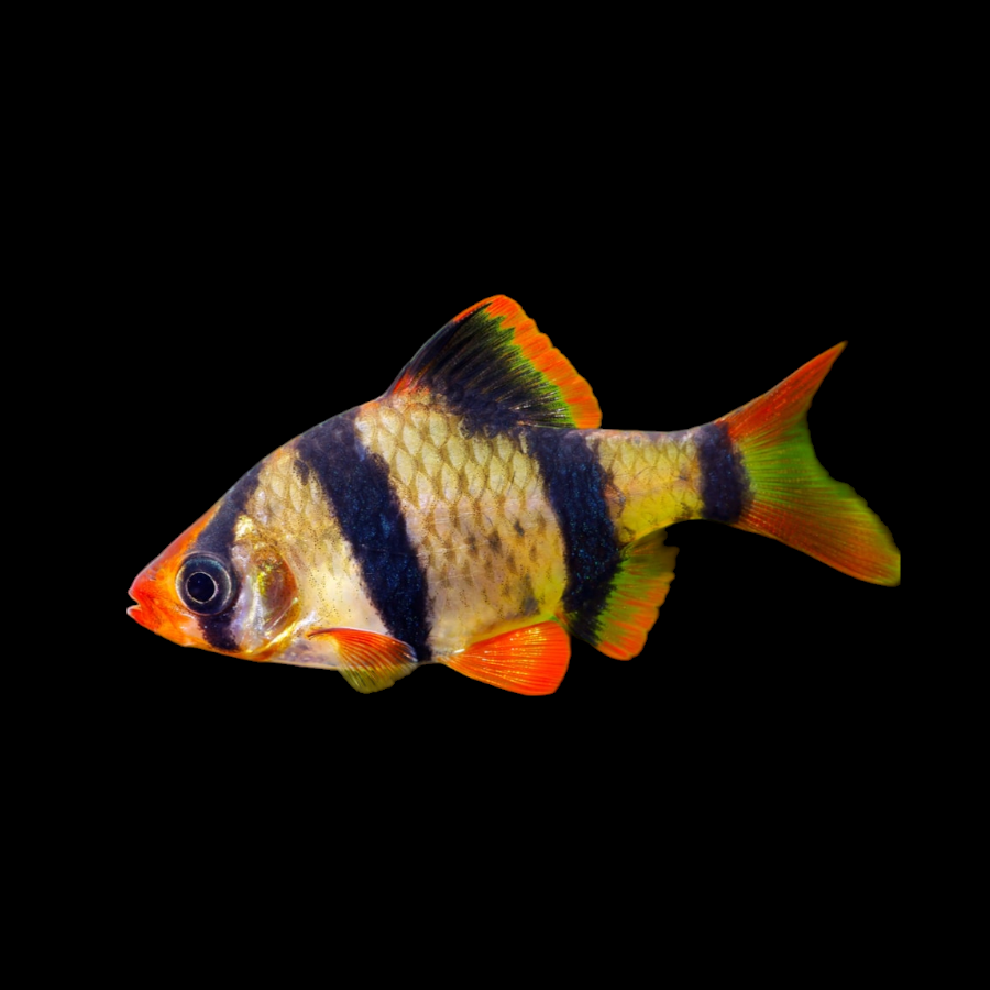 Tiger Barbs