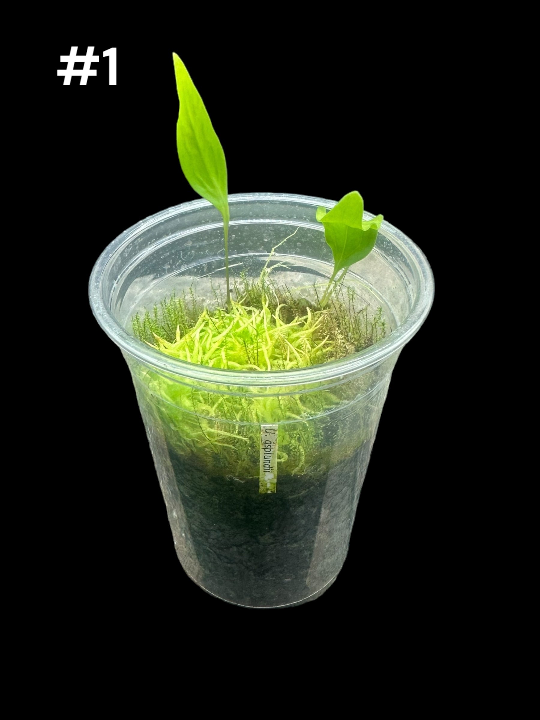 Utricularia asplundii