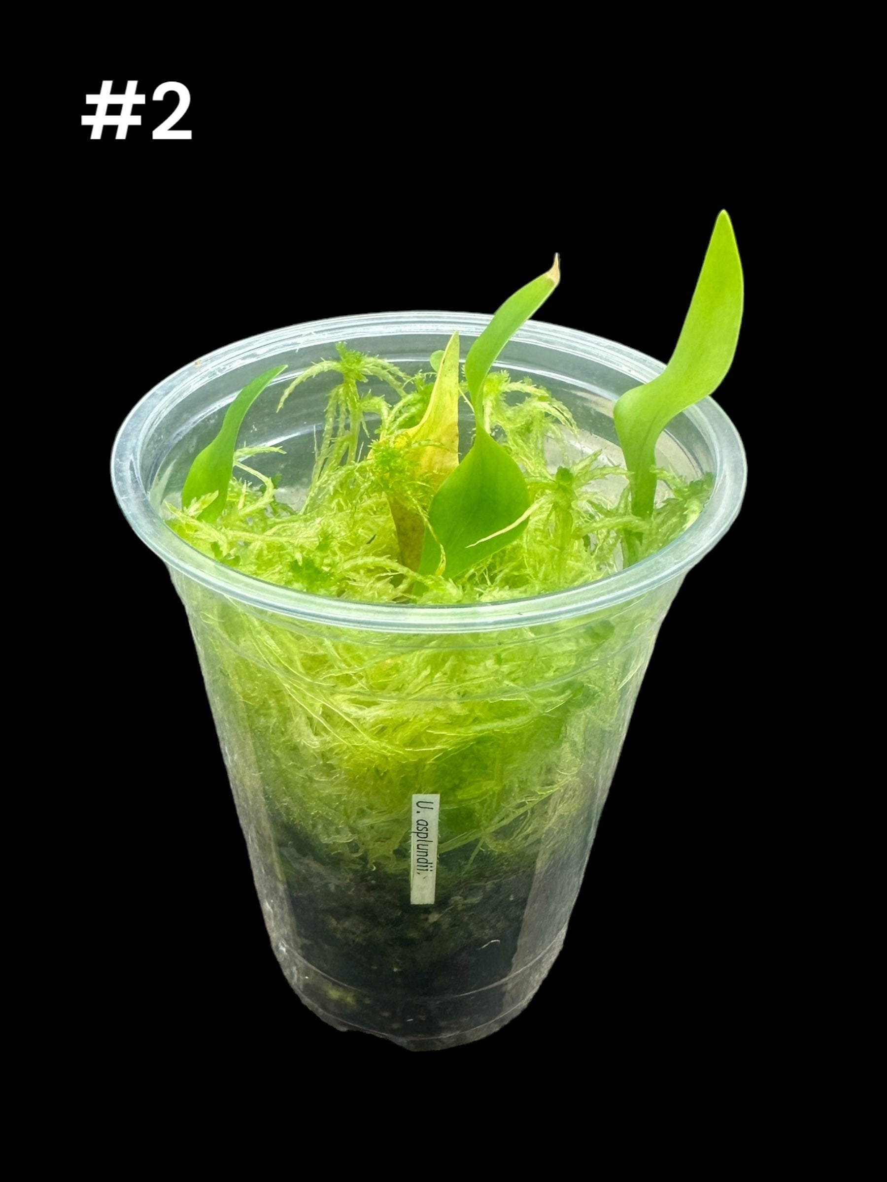 Utricularia asplundii