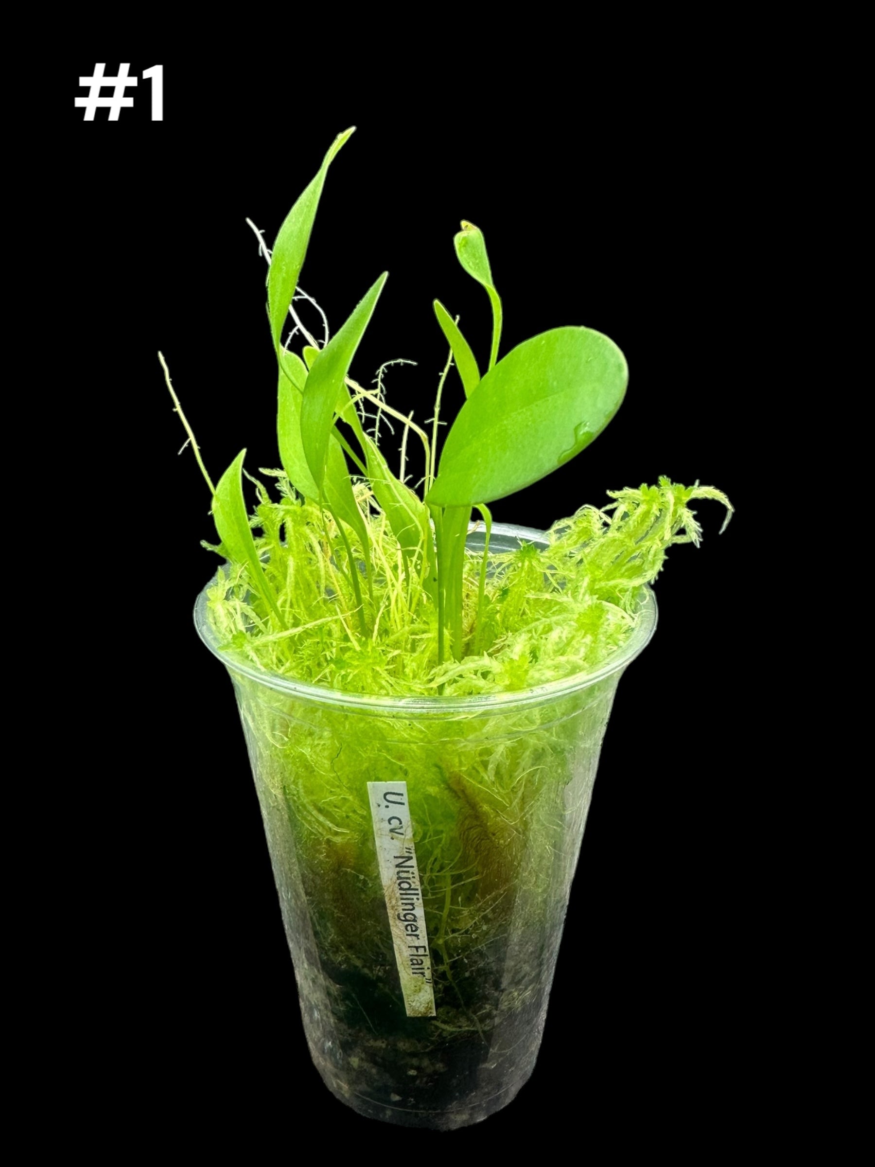 Utricularia 'Nüdlinger Flair'