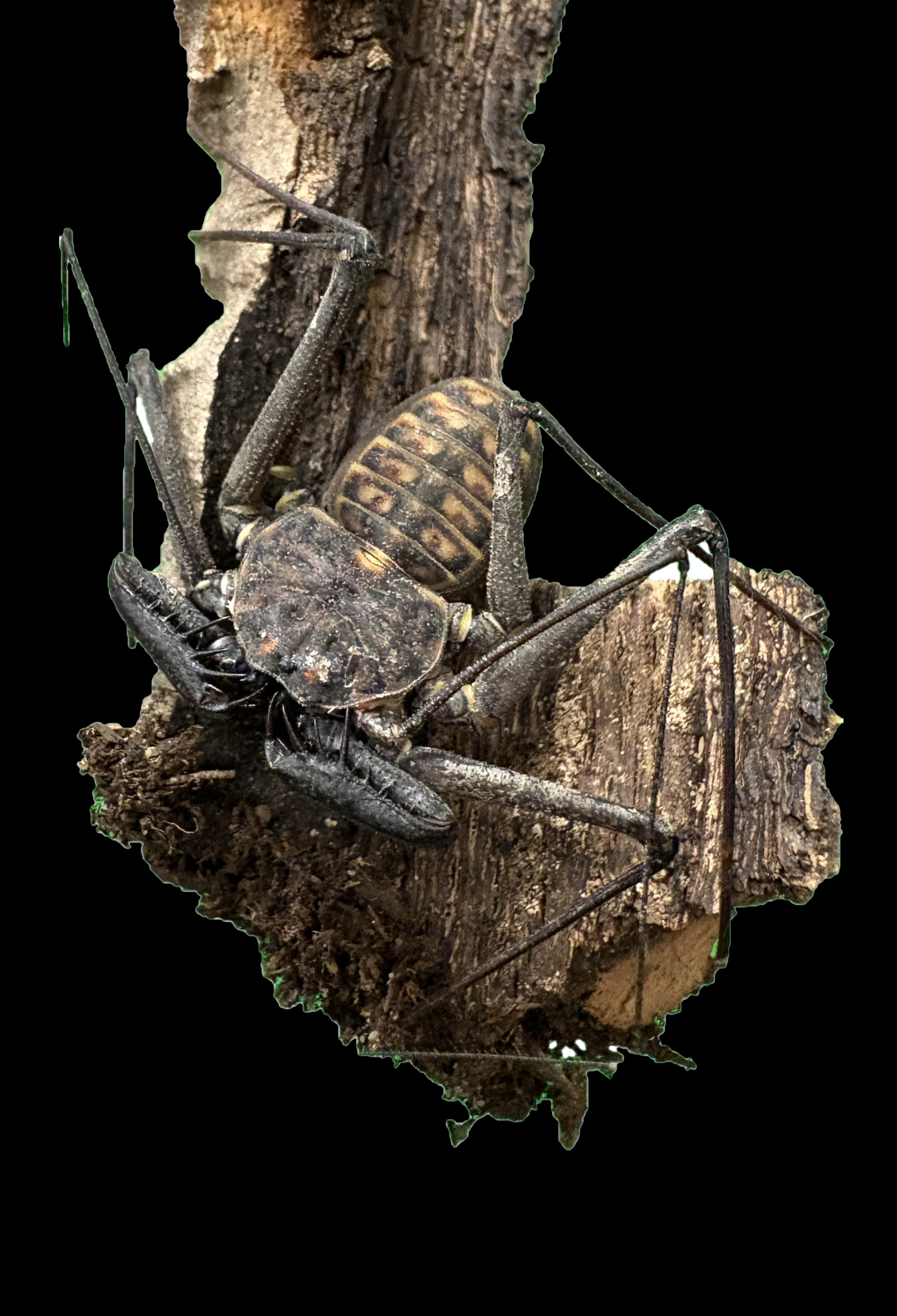 Araignée fouet - Paraphrynus sp.