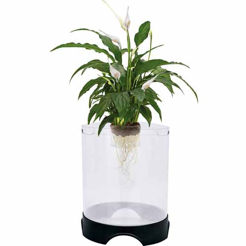 Penn Plax Aquaponic Betta Tank