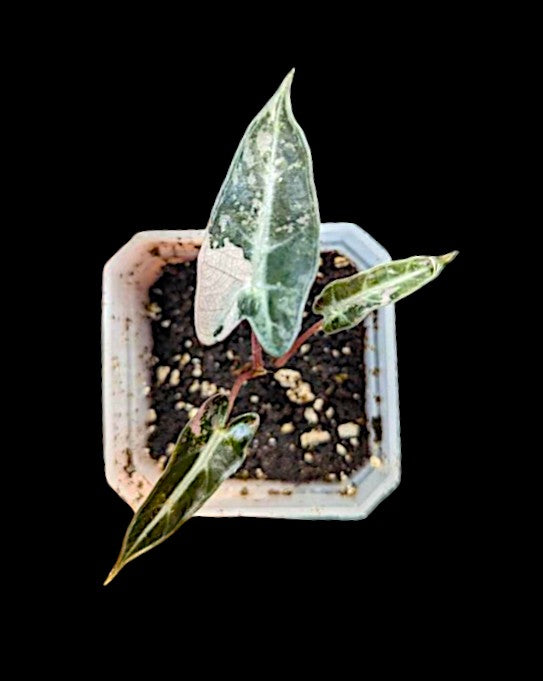Alocasia bambino variegated