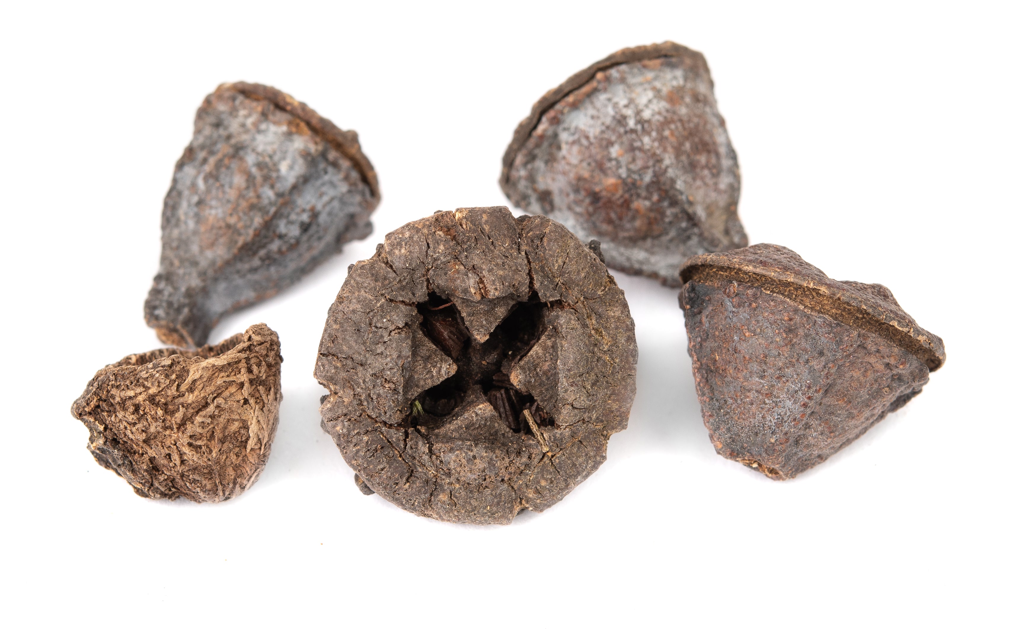 NewCal Eucalyptus Button Pods