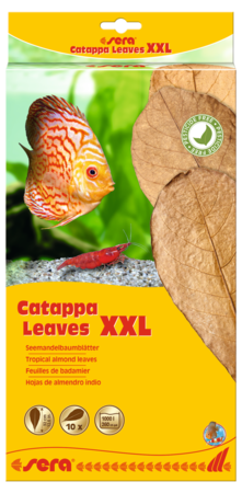 Sera Catappa (Almond) Leaves (10-Pack)