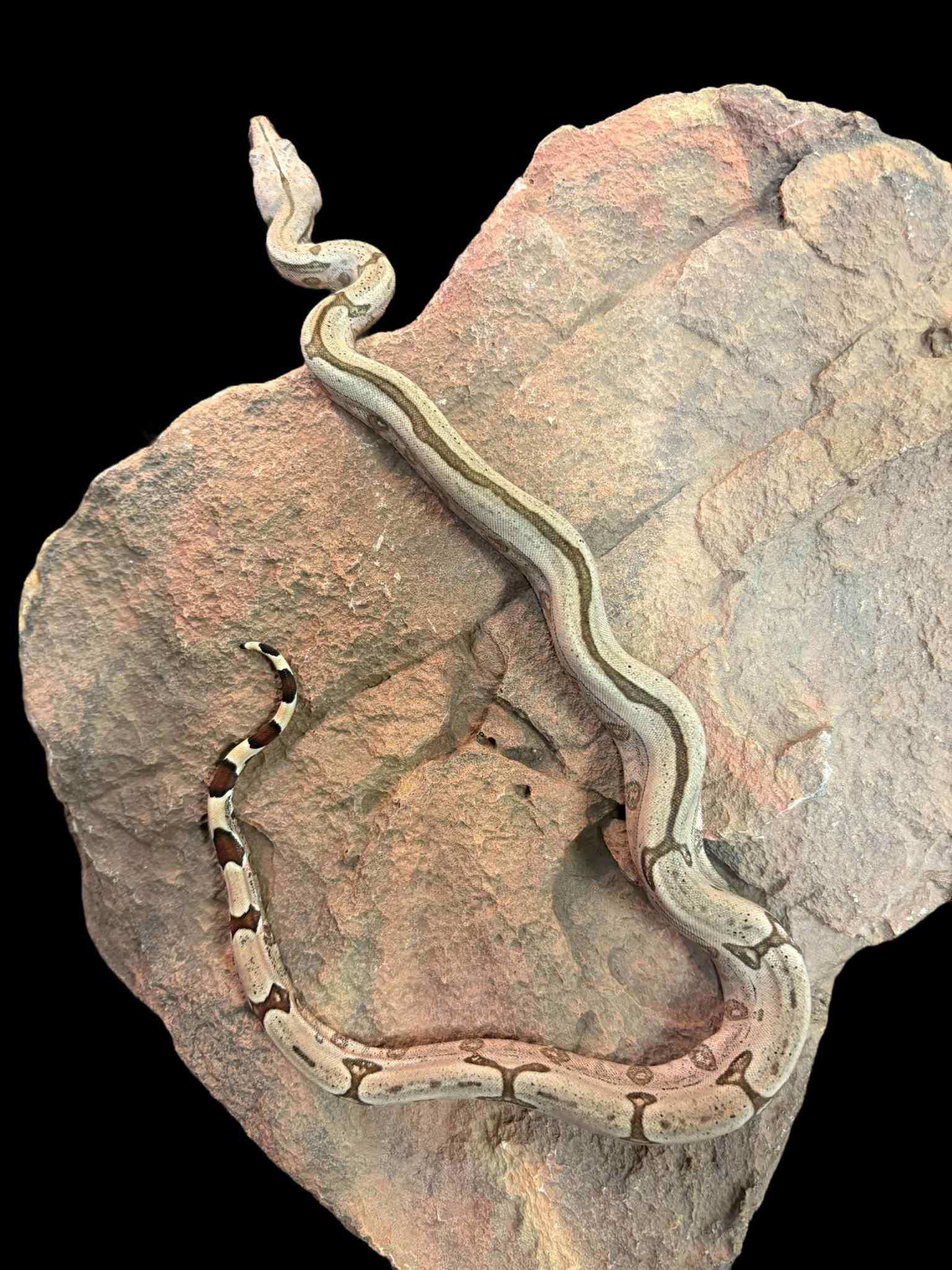 Bolivian Boa (Striped)