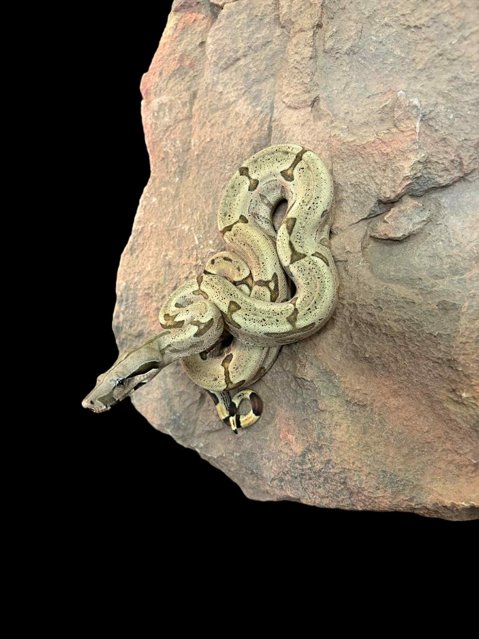 Bolivian Boa (Normal)