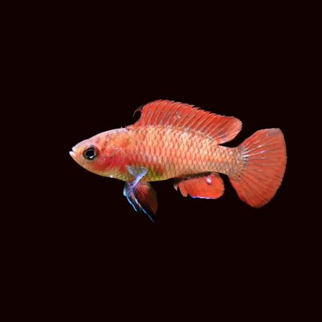 Burmese Scarlet Dario