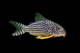 Corydoras de Sterbai