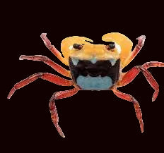 Tricolour Borneo Crab (No Live Arrival Guarantee)