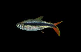 Tétra du manchot à queue rouge