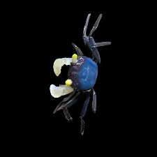 Crabes vampires à la tomate