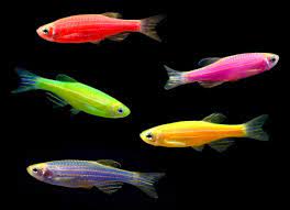 Glo Danio (couleurs assorties)