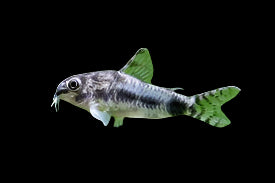 Corydoras (Hoplisoma habrosum)