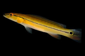Orange Pike Cichlid (Crenicichla lugubris "Rio Xingu")