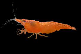 Orange Shrimp